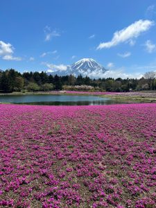 【富士河口湖】一面に広がる芝桜がきれい！富士芝桜まつり