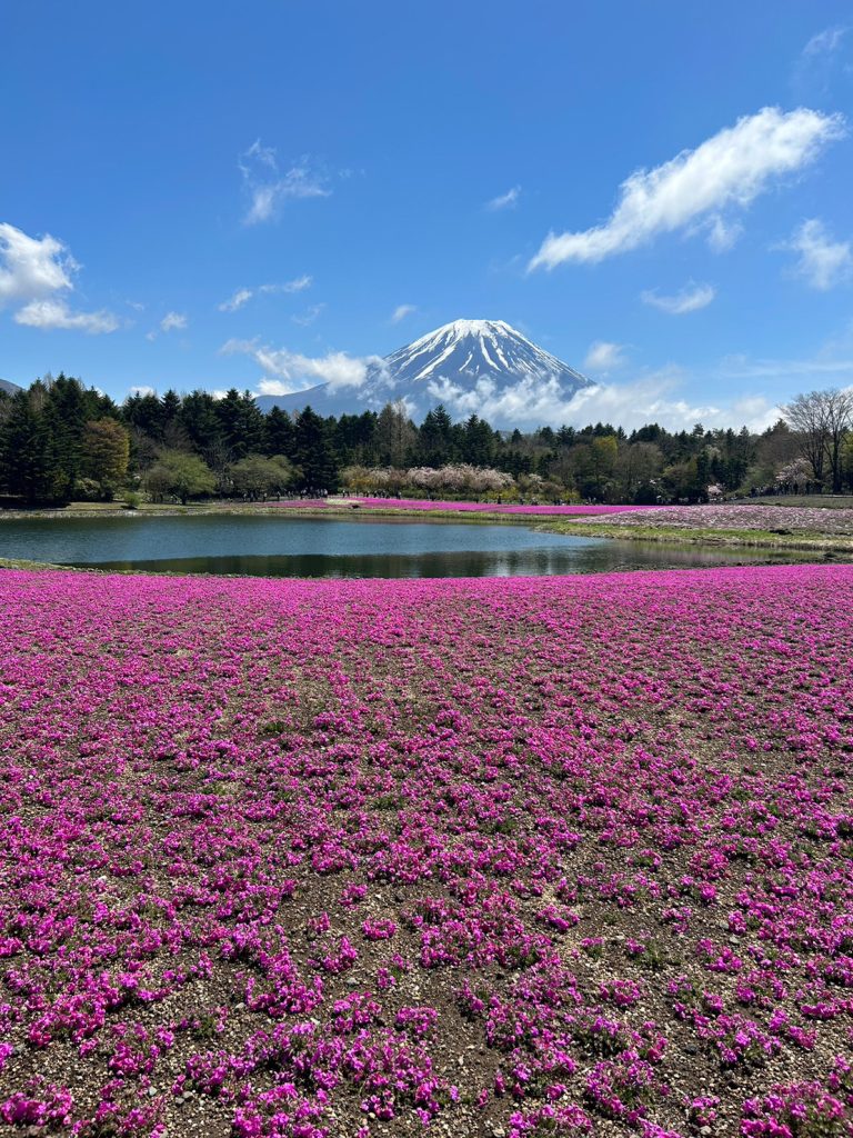 芝桜と富士山