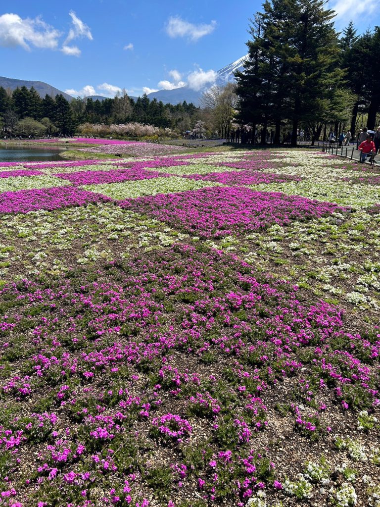 芝桜