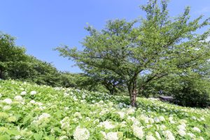 埼玉県幸手市・権現堂堤のアナベルが見頃でした?