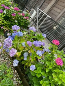 【兵庫】この時期の花！紫陽花がきれいなお寺【円照寺】