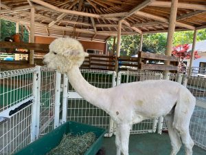 茨城県常総市　キャンプ場でアルパカに会ってきました