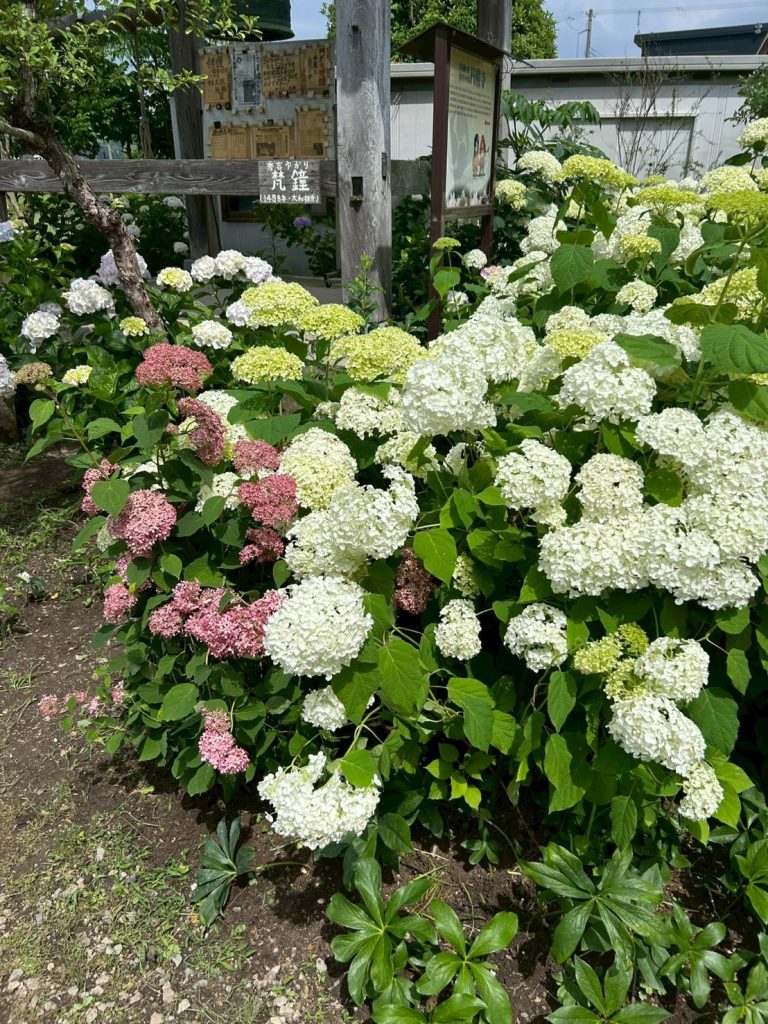 アジサイ