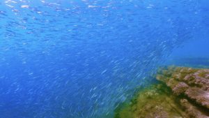 館山や南房総の海で暮らす 〜透明度抜群の海で出会える魚たちとシュノーケリングの魅力〜