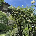 エアリスの小さな森公園・バラのアーチ4