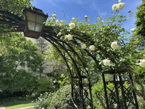 【群馬県】太田市にある美しき庭園がまさかの無料！「エアリスの小さな森公園」でバラを見てきました