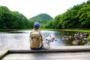 【那須塩原】樹上に産み付けられた白い卵塊。絶滅危惧種の「モリアオガエル」の生息地、大沼園地へ。
