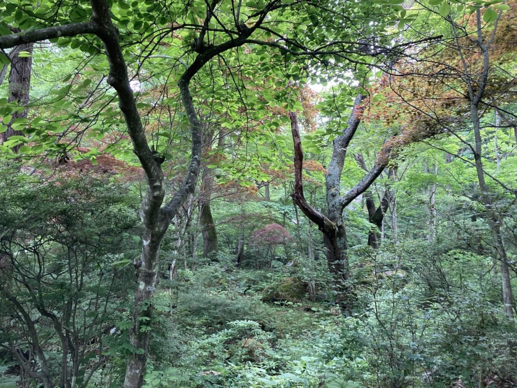 大泉の森
