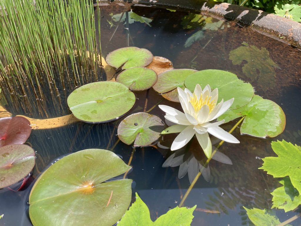 睡蓮