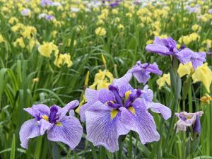 群馬県伊勢崎市の国指定史跡に咲く、世界に誇る日本原産の花『花しょうぶ』は、まさに圧巻の景色です！