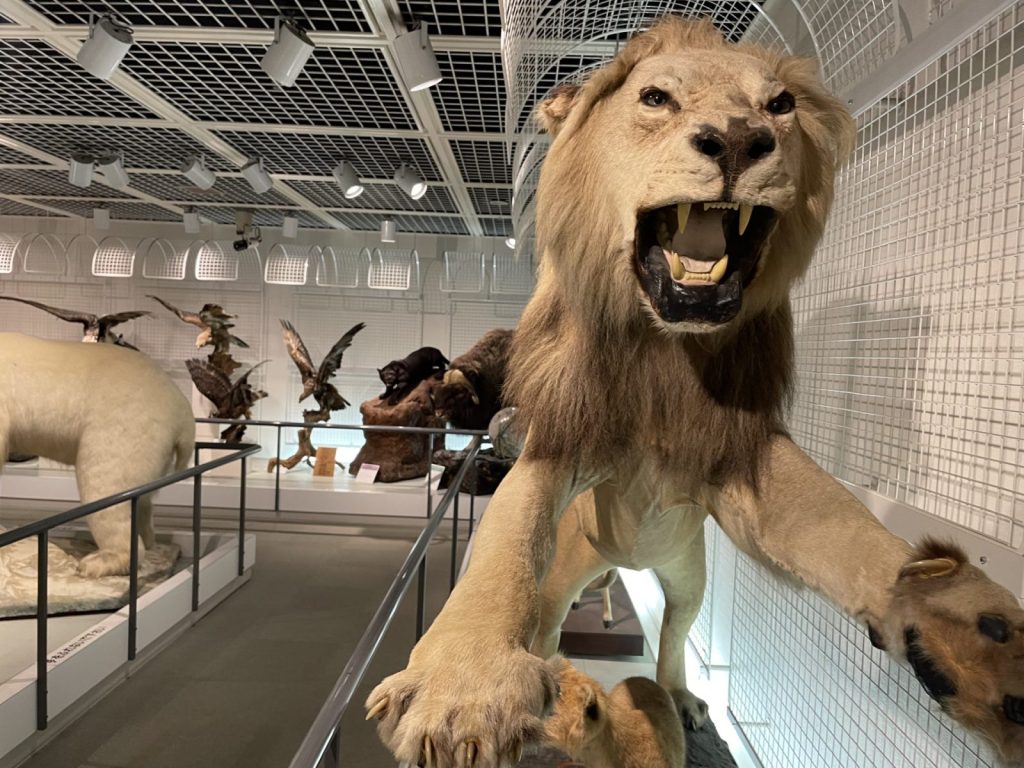 長野県　松本市　四賀　四賀化石館　子ども　遊び場　博物館
