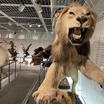 長野県　松本市　四賀　四賀化石館　子ども　遊び場　博物館