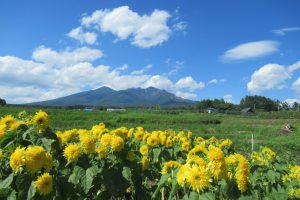 涼しい夏をお届けしましょう！八ヶ岳周辺！！