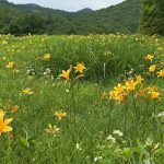 霧降高原キスゲ平