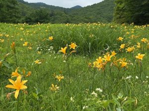 猛暑を吹き飛ばす！栃木の「夏のお出かけスポット5選」
