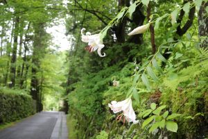 美しい苔とヤマユリとタマアジサイに癒される日光の静かな小径。