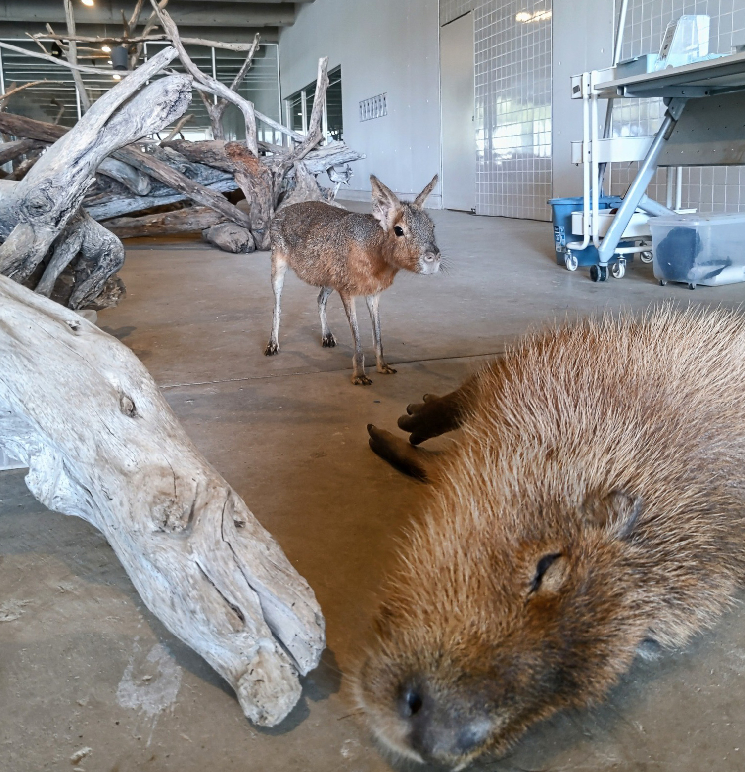 カピパラ、マーラ,動物園.ふれあい体験,体験学習