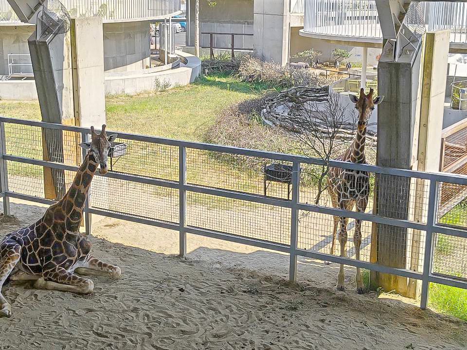 霞ヶ浦どうぶつとみんなのいえ,動物園,茨城県行方市