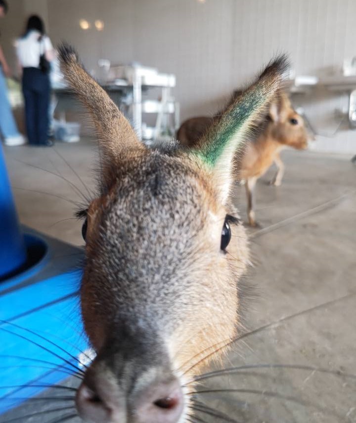 マーラ 放し飼い,室内,ふれあい