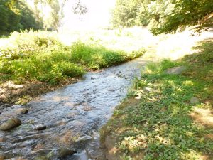 こんな身近にあるビオトープ型公園　美穂ケ池市民緑地　上田市