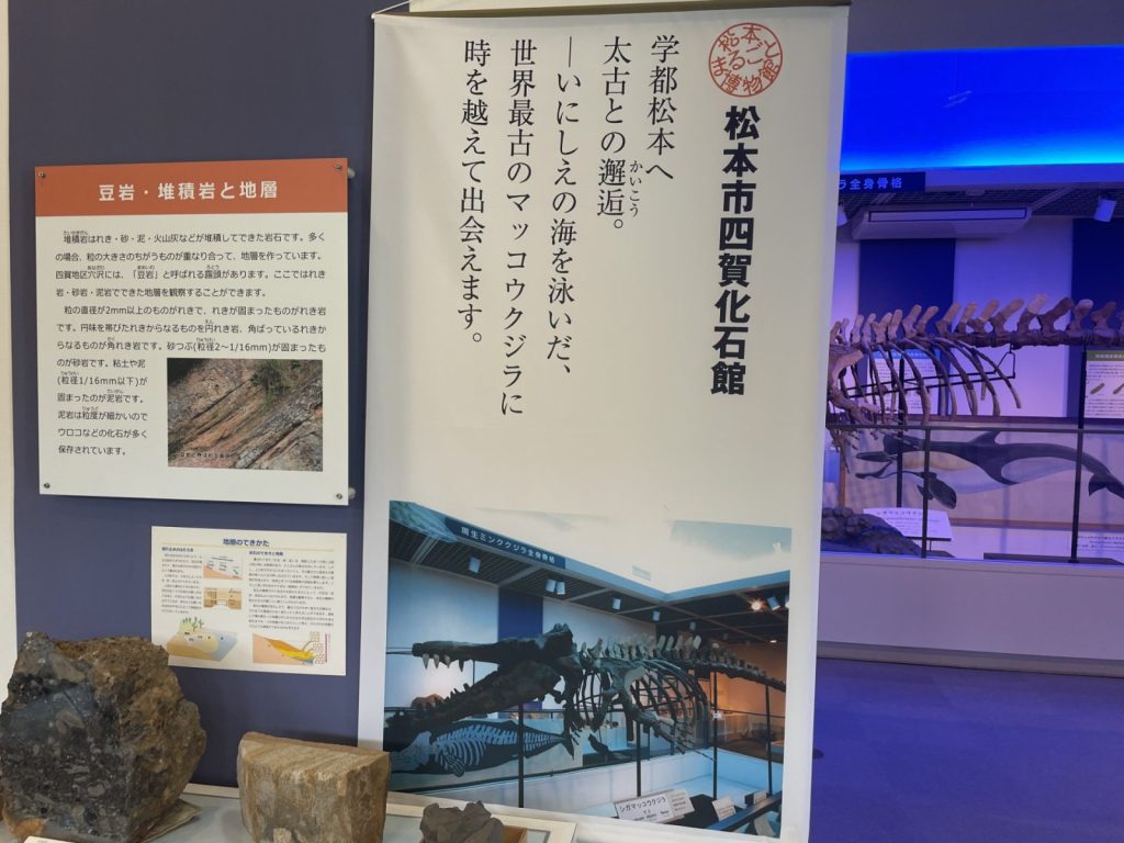 長野県松本市四賀化石館