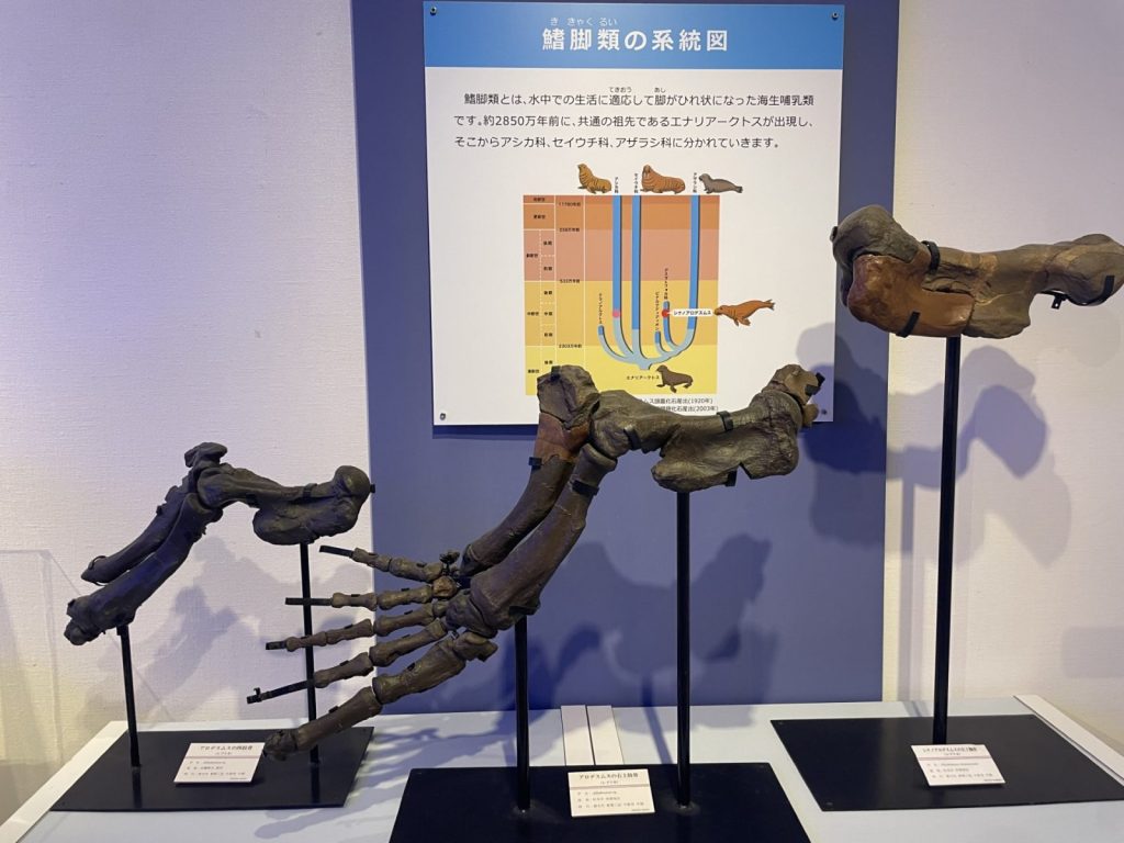 長野県松本市四賀化石館