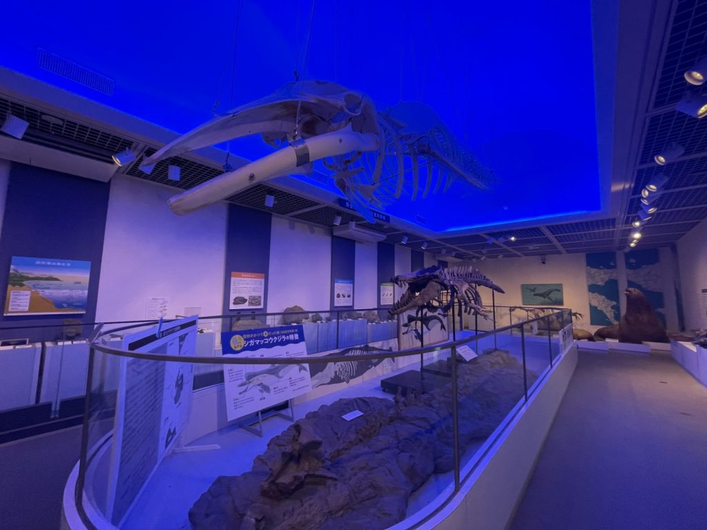 長野県松本市四賀化石館