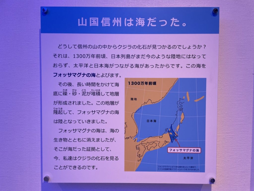 長野県松本市四賀化石館