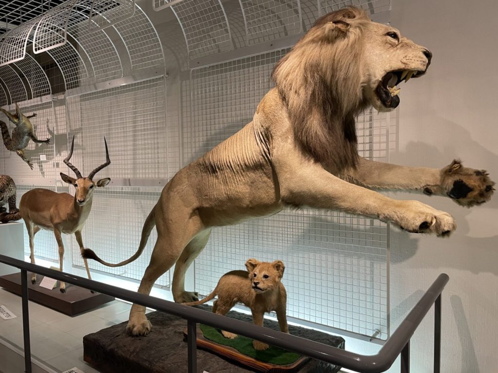 長野県松本市四賀化石館　
