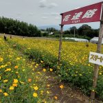 キバナコスモス花畑の「花の迷路」