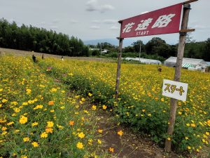 群馬県高崎市「鼻高展望花の丘」で楽しむ秋の彩り ― コスモス祭り訪問記