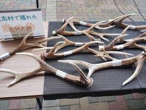 ジビエ推し！釣りもできる！道の駅　　　《山梨県　道志村》