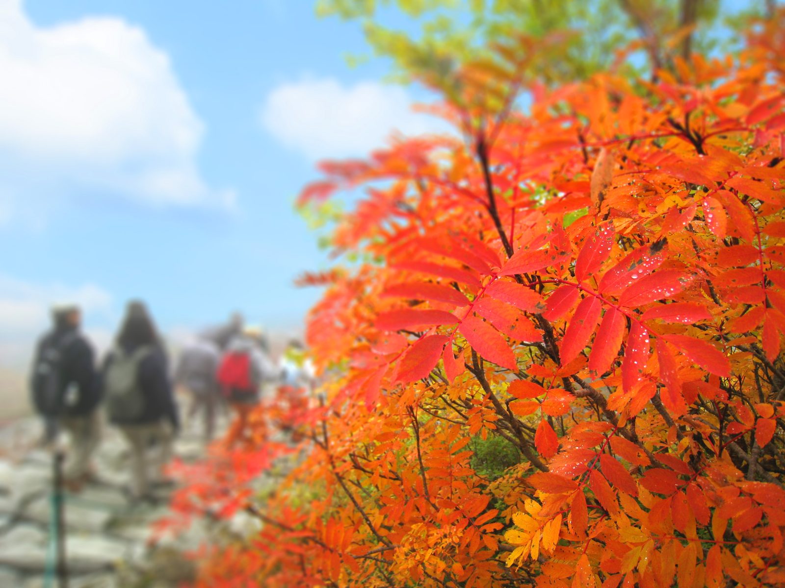 長野県駒ケ根市 駒ヶ根高原 千畳敷カール 紅葉