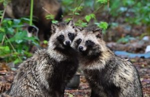 富津岬で出会った動物たち 〜海と陸がつながる場所で〜熊がいない場所で安心してウォーキングを楽しむ