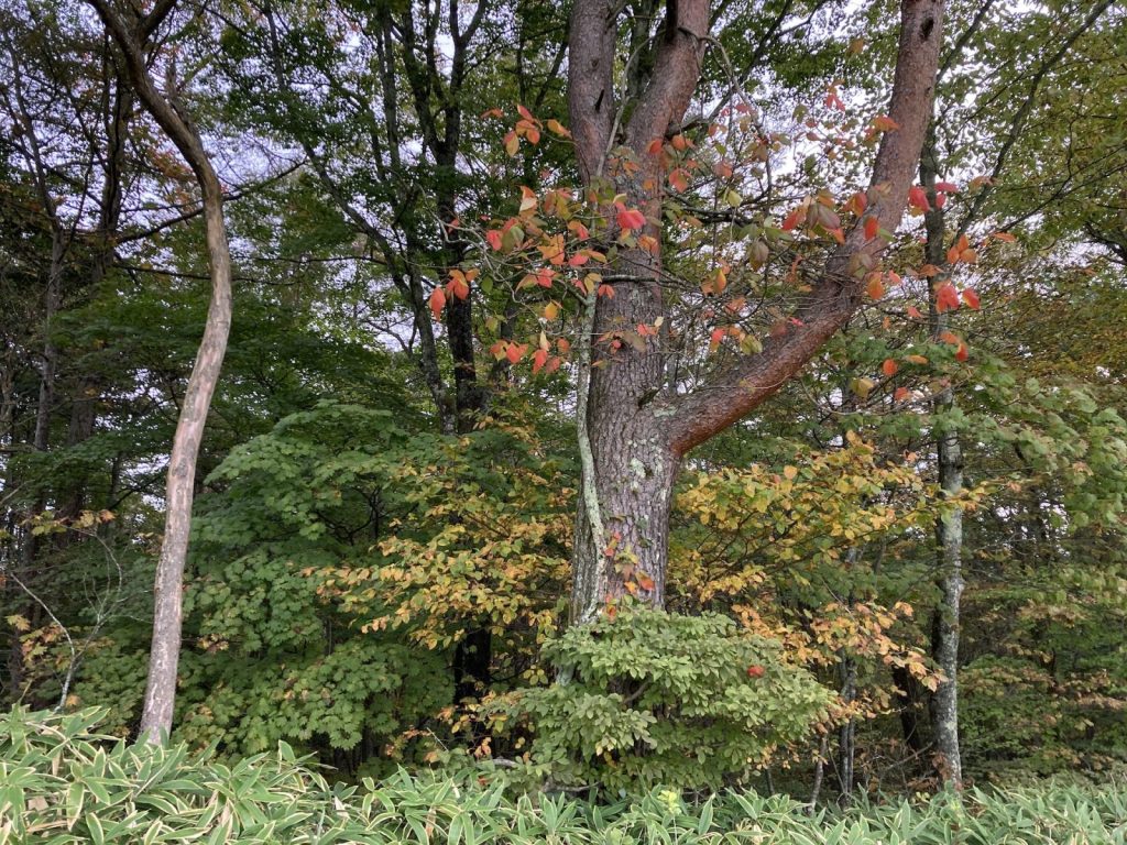 清里の森に秋を知らせる蔦漆