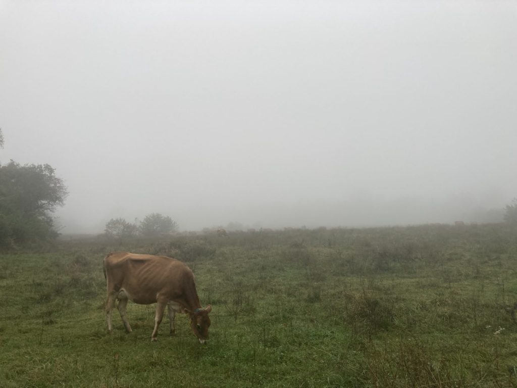 清里の牧草地、牛たちも冬を前に食事に勤しむ