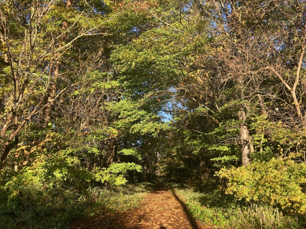 紅葉の彩りも本格的に