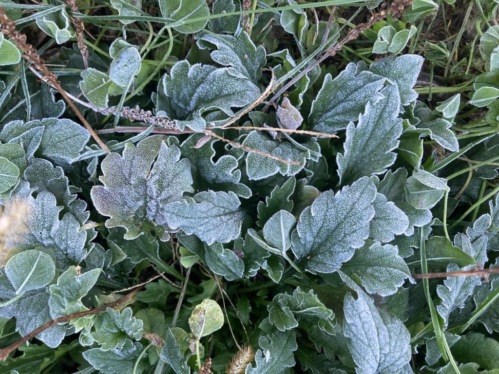 10月23日氷点下の朝となった清里