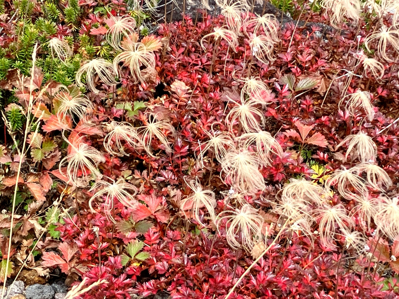 チングルマの紅葉