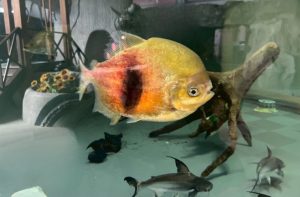 標高1750mの天空水族館へ！家族で楽しむ蓼科高原ドライブ