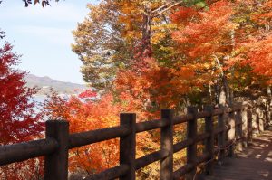 ◆山梨県山中湖村◆紅葉真っ盛りの『山中湖』で富士山と可愛らしい白鳥たちを堪能してきました♪