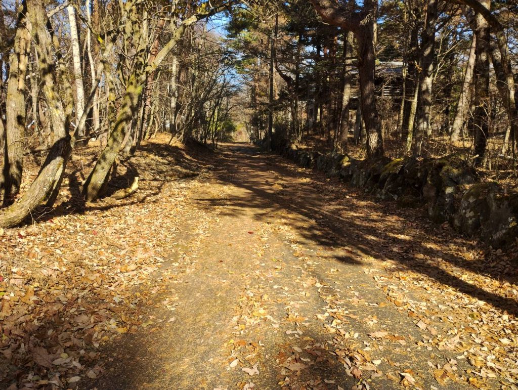 ここまでになると虫も減りますが最後の気力で樹液を吸うスズメバチはまだいるのです