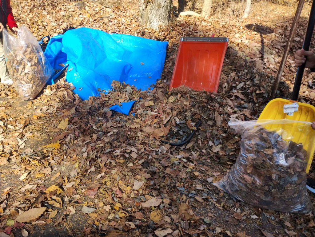 この経験をしておけば将来畑の落ち葉肥料づくりハードルが下がりそう