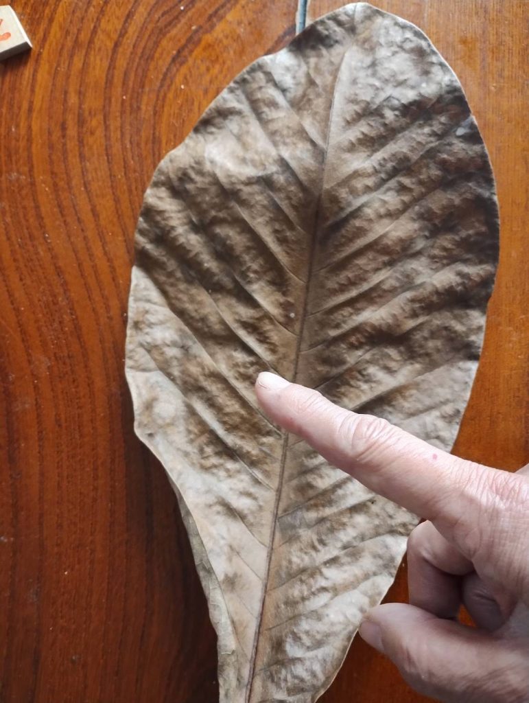 成長すると背丈が大変高い樹種で落ちる葉の量も大変多いです