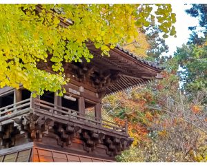 穴場な映えスポット「樹齢千年、西連寺の大イチョウ」茨城県