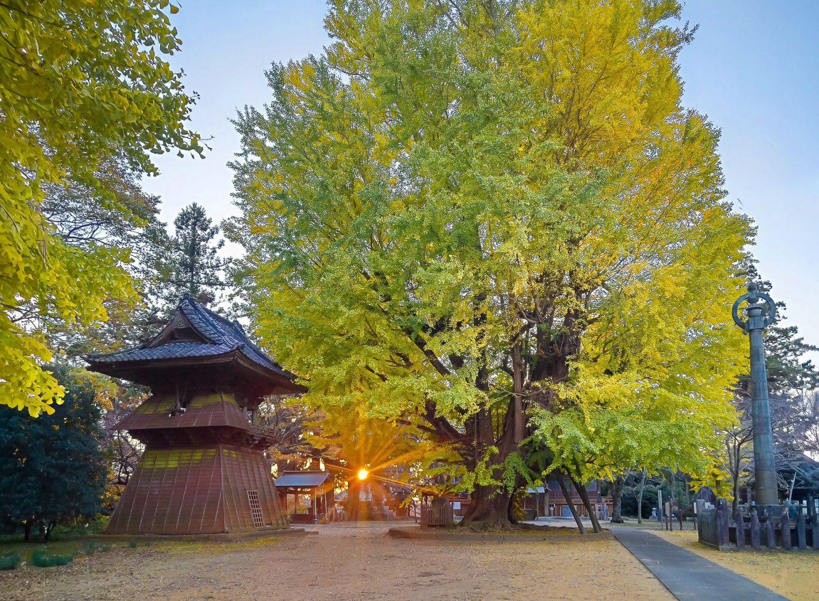 発見.穴場,おすすめ,黃葉スポット,きれいな紅葉,映える,西蓮寺の大イチョウ,関東近郊,東京,千葉県,茨城県,埼玉,栃木県