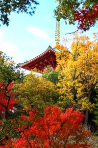 ◆千葉県成田市◆『成田山公園』で紅葉狩り&新勝寺参道で食べ歩きを楽しもう♪