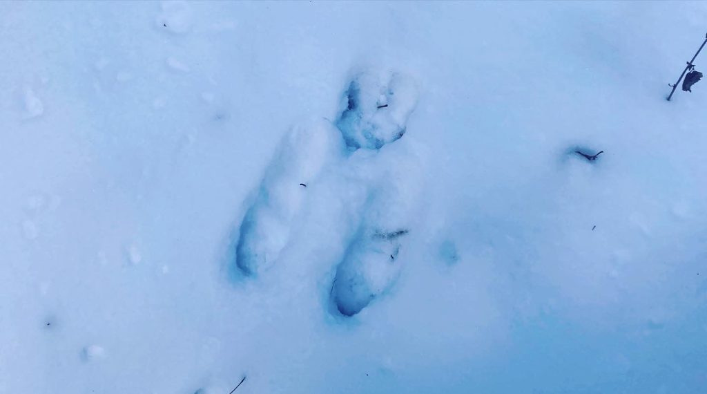 雪のフィールドに動物達の痕跡
