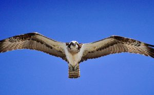 富津岬――海と風がつくる野鳥の舞台