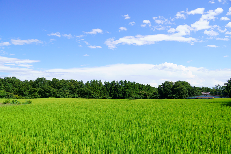 別荘地の隣にはのどかな田園風景